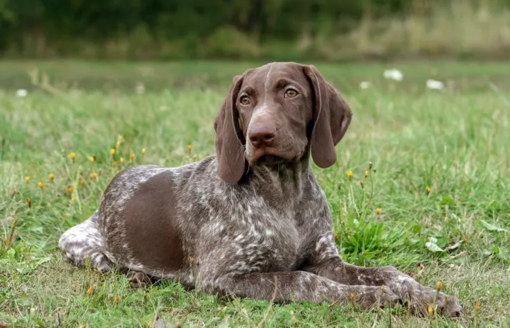 German Shorthaired Labrador